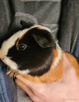 Prodám morčata - 2