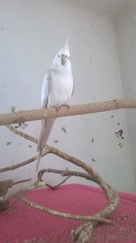 KORELA chovny samec 23 - 2