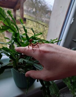 Strašilka Australská - 2