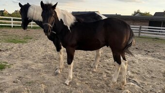 Americký pait horse - 2