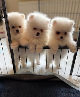 Štěňata pomeranského ovčáka - 2