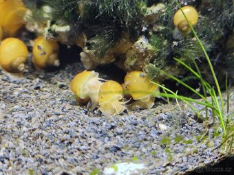 Akvarijní šneci - Ampulárie žlutá - 2