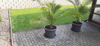 Palma datlová - včetně velkého květináče - 2