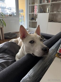 Křížence husky - 2