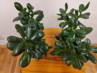 Tlustice vejčitá - 2