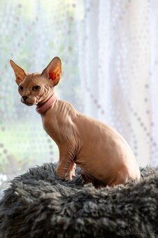 Kanadský sphynx kočička - 2
