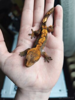 Pagekon řasnatý 0.1 - 2