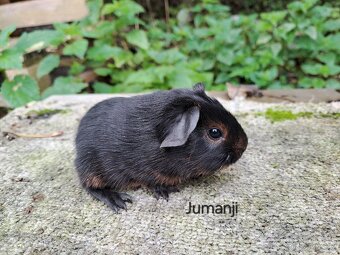 Morčata s PP - kluci - 2