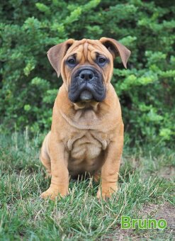 Kontinentální buldok s PP - 2