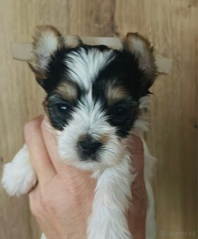 Biewer jorkšírský teriér - 2