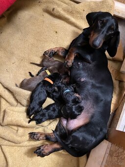 Jezevčík hladkosrstý standard s PP - 2