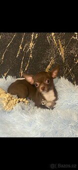 Hledáme domov pro štěňátko čivavy - 2