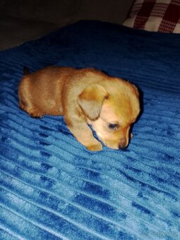 Prodám štěňátka jezevčíka. - 2