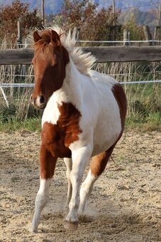 Dvouletý valach APH - 7PANEL - 2