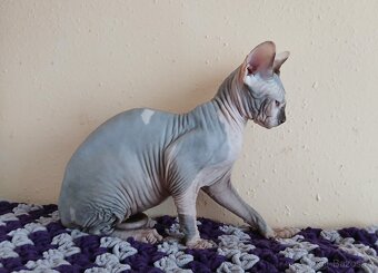 Kanadský sphynx PP - 2