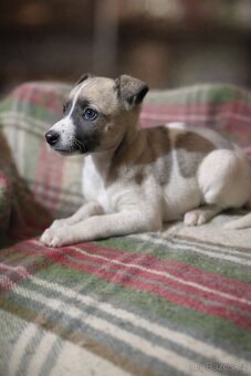 Whippet,  Vipet, bez pp - 2