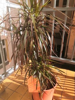 dracena, pokojová - 2