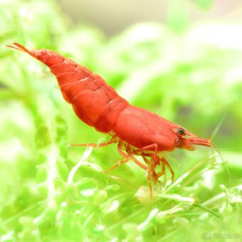 Krevetky - Neocaridina Sakura Red - 2