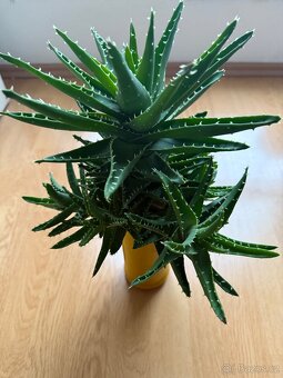 Aloe nobilis - 2