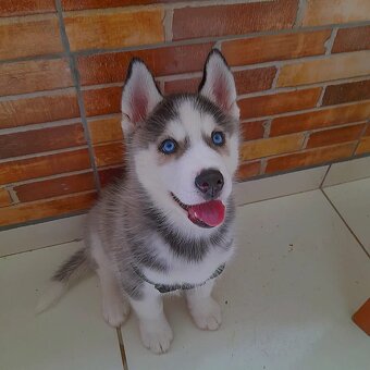 Sibiřský husky štěňátka - 2