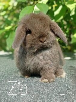 Zakrslý králíček Mini lop - 2