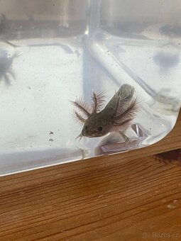 axolotl mexický - hnědé miminko - 2