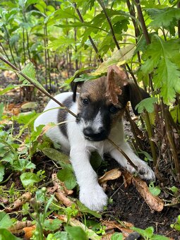 Štěňata Jack Russel Teriér na prodej - kluci - 2