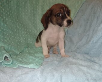 Štěňátka kříženci čivavy a jezevčíka ( chiweenie ) - 2