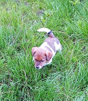 Jack russell terier krásná fenečka na odběr - 2