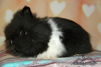 Zakrslý králíček Teddy s VP/sameček BACO_ doprava po ČR - 2