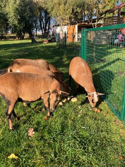 Kamerunské ovečky - 2