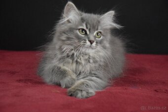 Sibiřské kotě s PP - 2