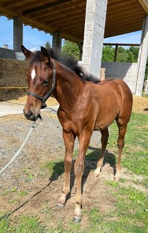 APH letošní hřebeček - 2