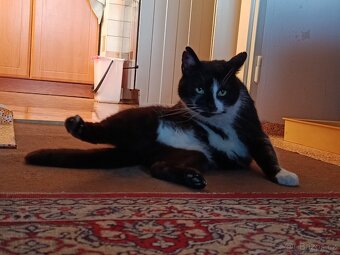 Kocour "Jin a Jang" - 2