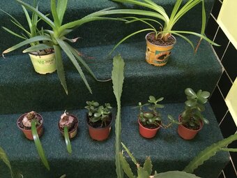 pokojové kytky č.3 - 2