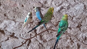 Andulka vlnkovaná - 2