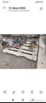 Nutrie - 2