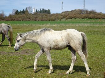 Prodám hřebečka Welsh pony, sekce B s PP. - 2
