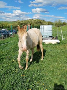 Klisnička Quarter horse 1 rok - 2