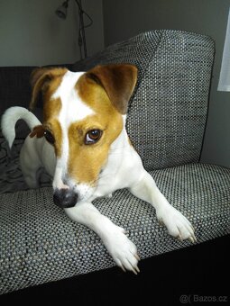 Krytí Jack Russell teriér - 2