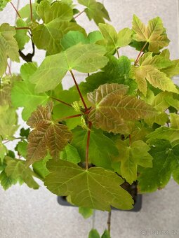Bonsai, Bonsaj, jamadori, javor klen - 2