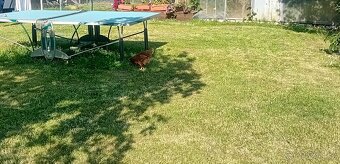 🥚 Prodám domácí vajíčka z volného chovu. - 2