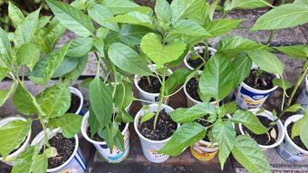 Sazenice chilli - 2