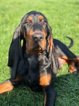 Black and Tan Coonhound – pejsek s PP - 2