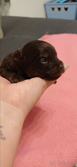 Jorkšírský teriér Yorkšírský teriér Choco - 2