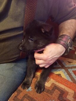 Prodám štěňata německého ovčáka - 2