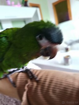 Ara nobilis ručně dokrmena - 2