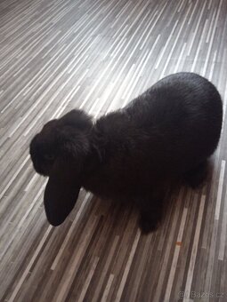 Zakrsle králícci beranci - 2