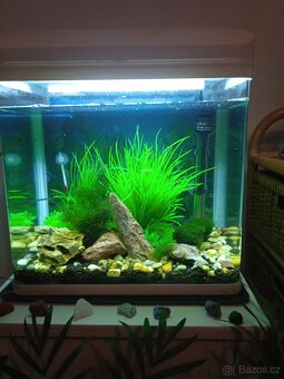 Akvárium - 2