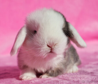 Zakrslí beránci NHD samečci . - 2